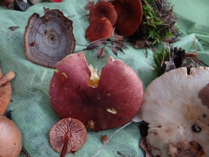 Млечник горькушка