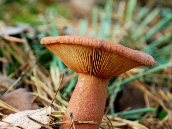 Рыжик еловый (lactarius deterrimus)
