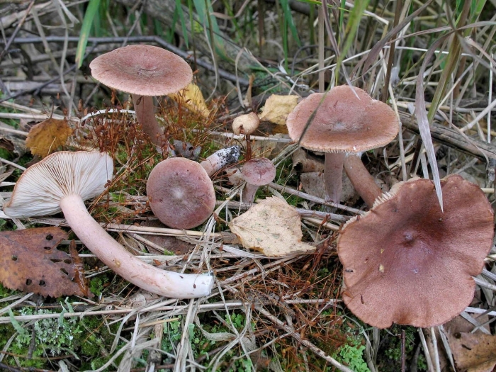 Как выглядит гриб горькушка