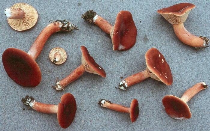 Гриб млечник горькушка