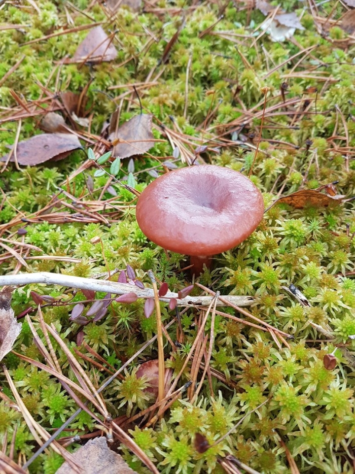 Млечник горькушка