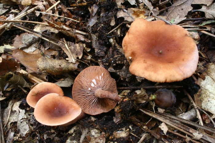 Lactarius vinaceorufescens