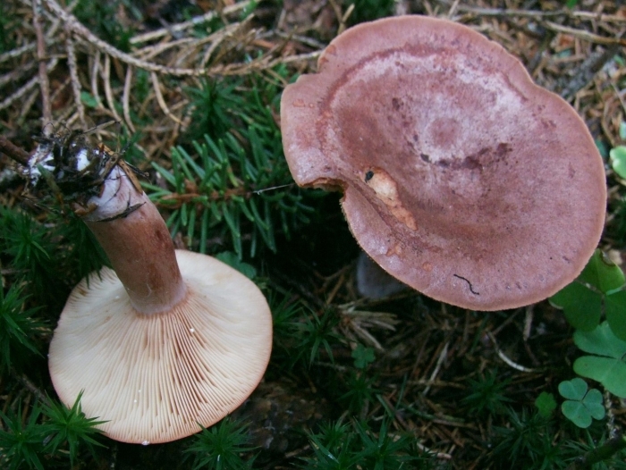 Lactarius rufus
