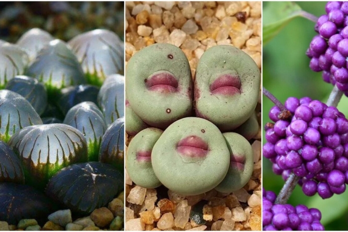 Интересное растение