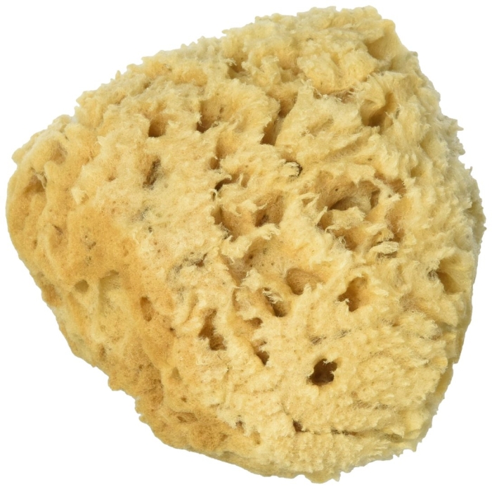 Морская губка