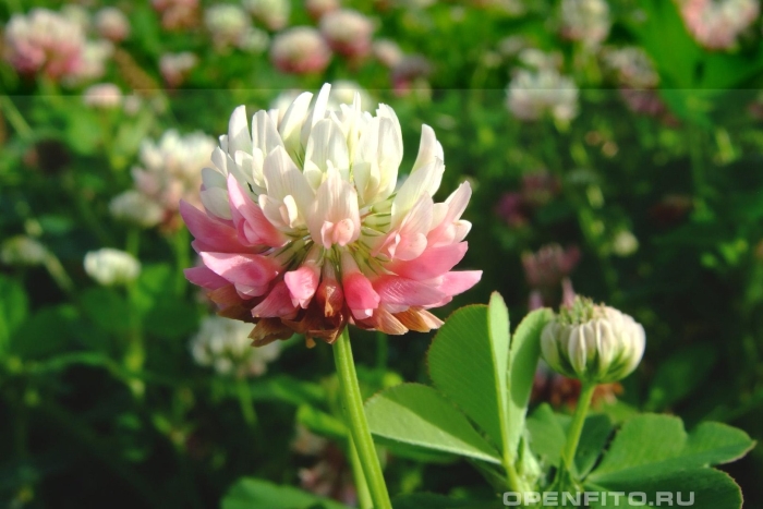 Клевер гибридный