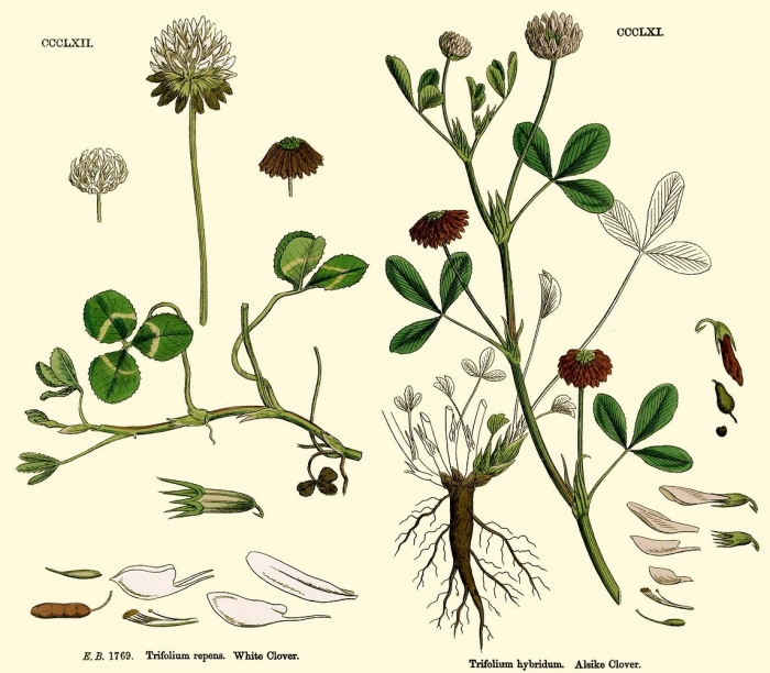 Клевер белый ползучий плод