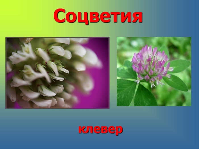 Клевер луговой и ползучий