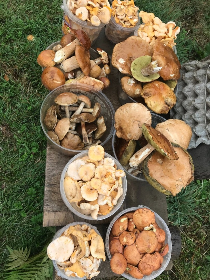 Собираем грибы