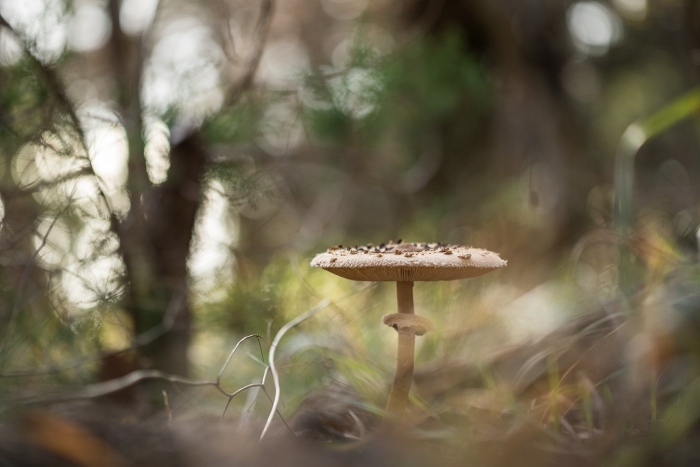 Гриб зонтик пестрый