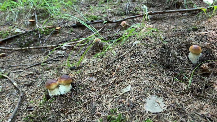 Поляна белых грибов