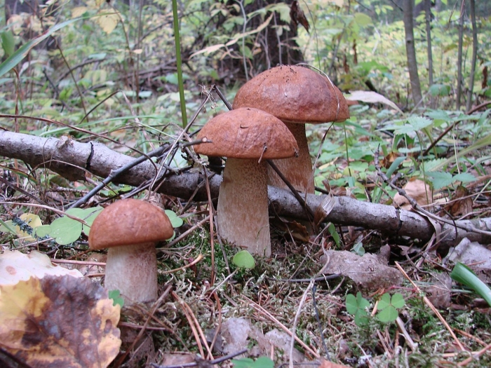 Грибы в сосновом бору