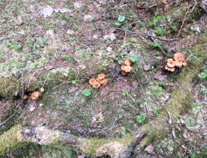 Опята в лесу