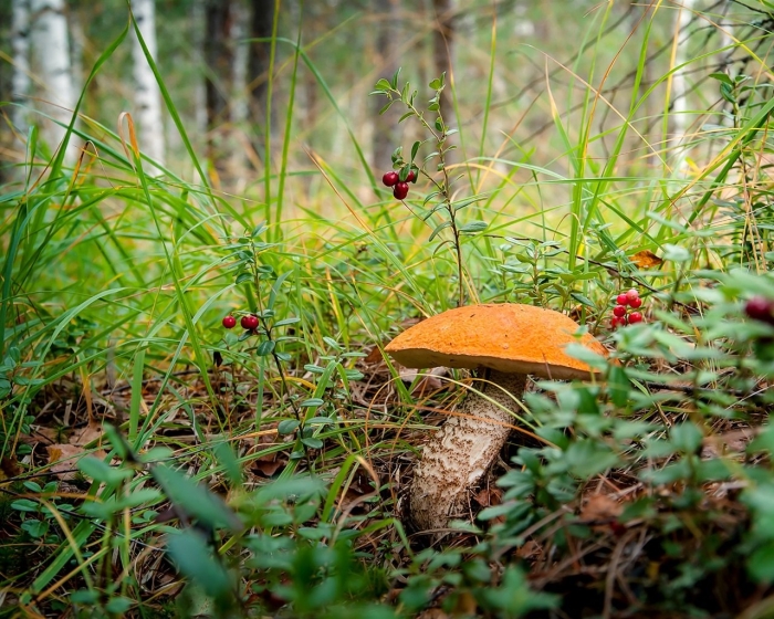 Рыжики подосиновики