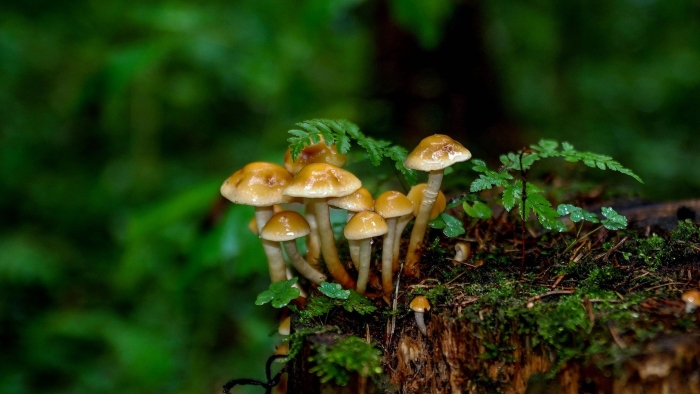 Летний опенок kuehneromyces mutabilis