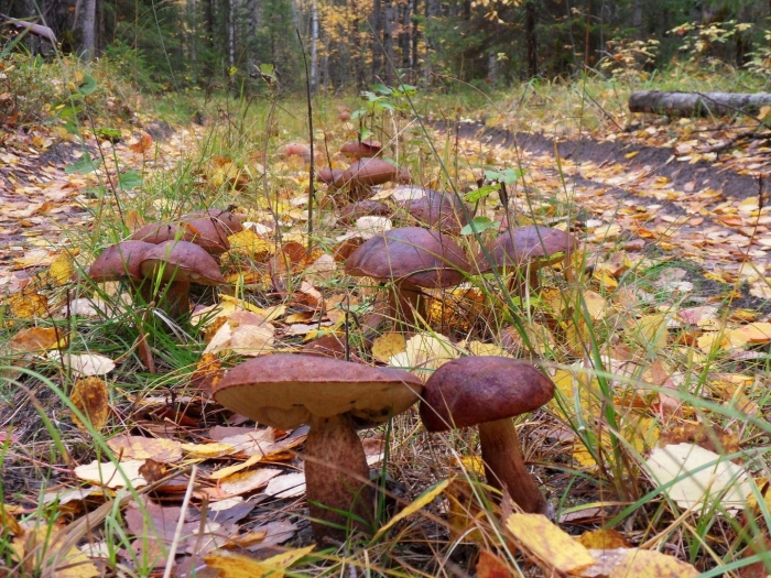 Белые грибы в лесу