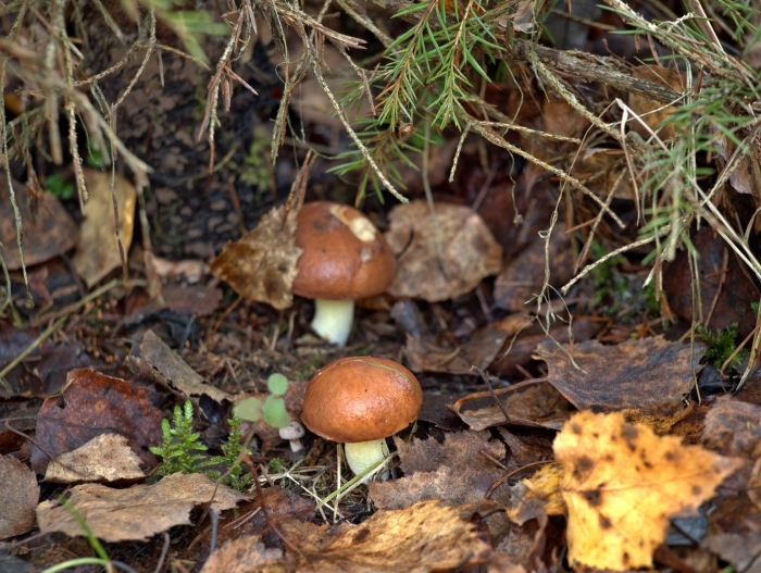 Маслёнок обыкновенный