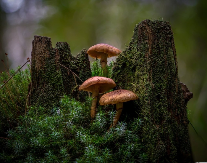 Опята на пне