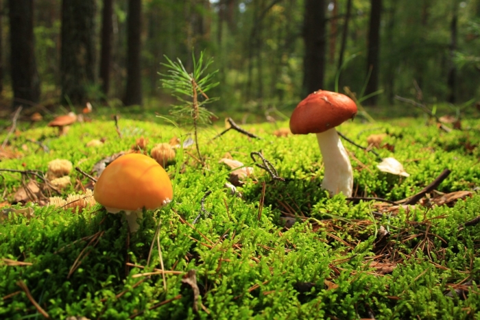 Грибная поляна в лесу