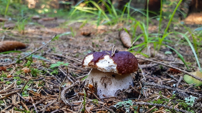 Грибы в августе