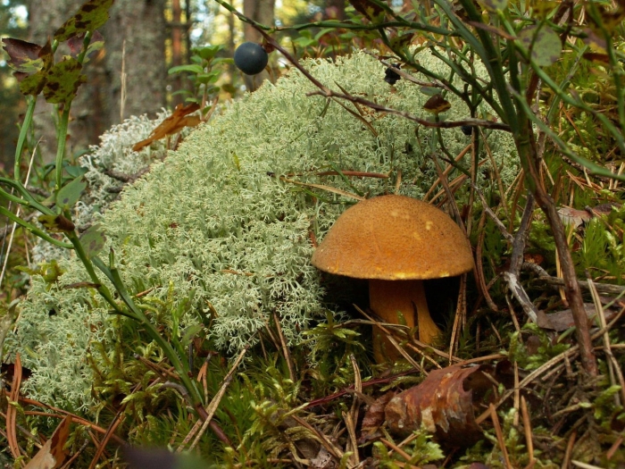 Ягель и грибы