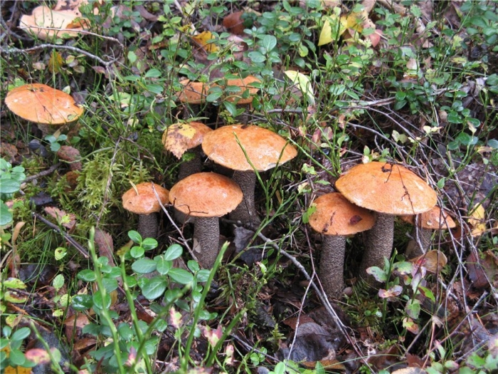 Подосиновик гриб