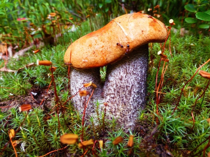 Подосиновик красноголовик