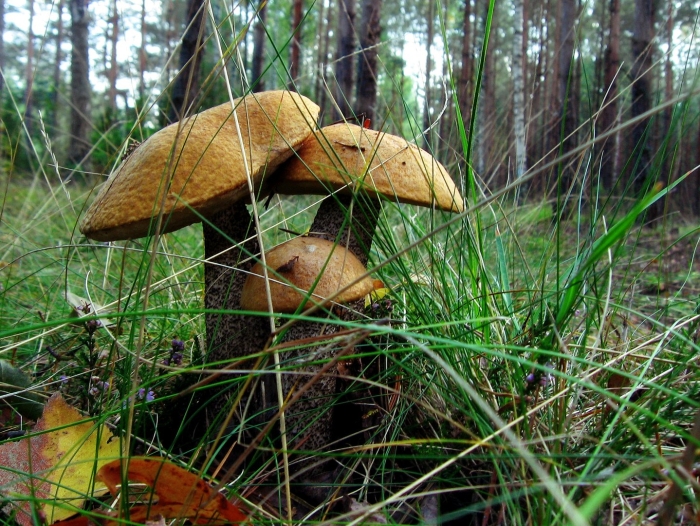 Грибы лесные