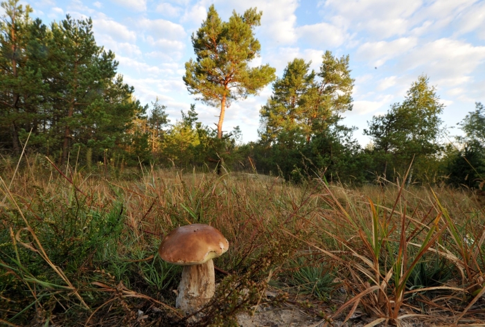 Леса псковской области с грибами