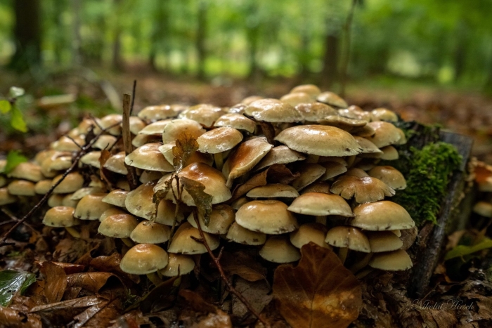 Ложная опята