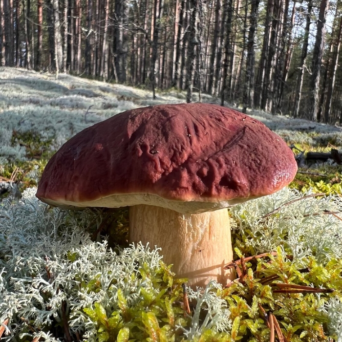 Грибы карелии