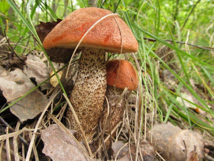 Обычные грибы