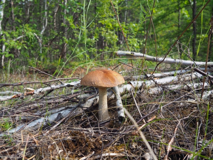 Грибы на опушке леса