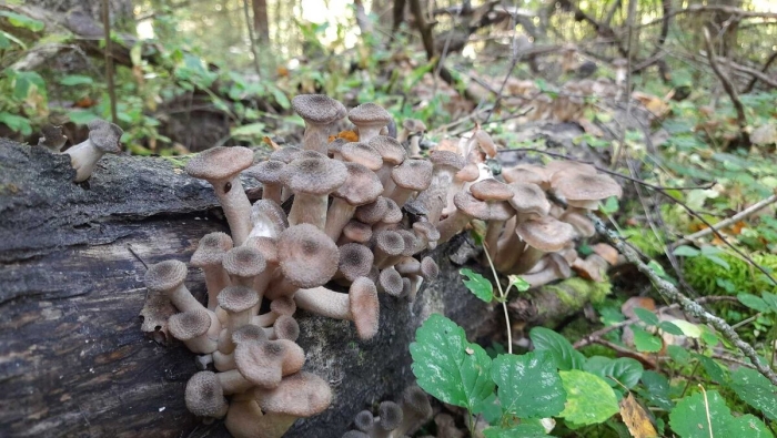 Гриб опёнок осенний