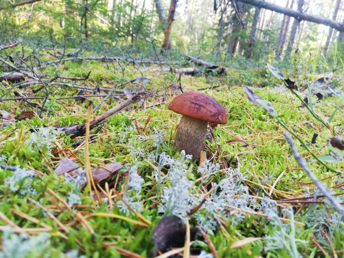 Гриб в лесу