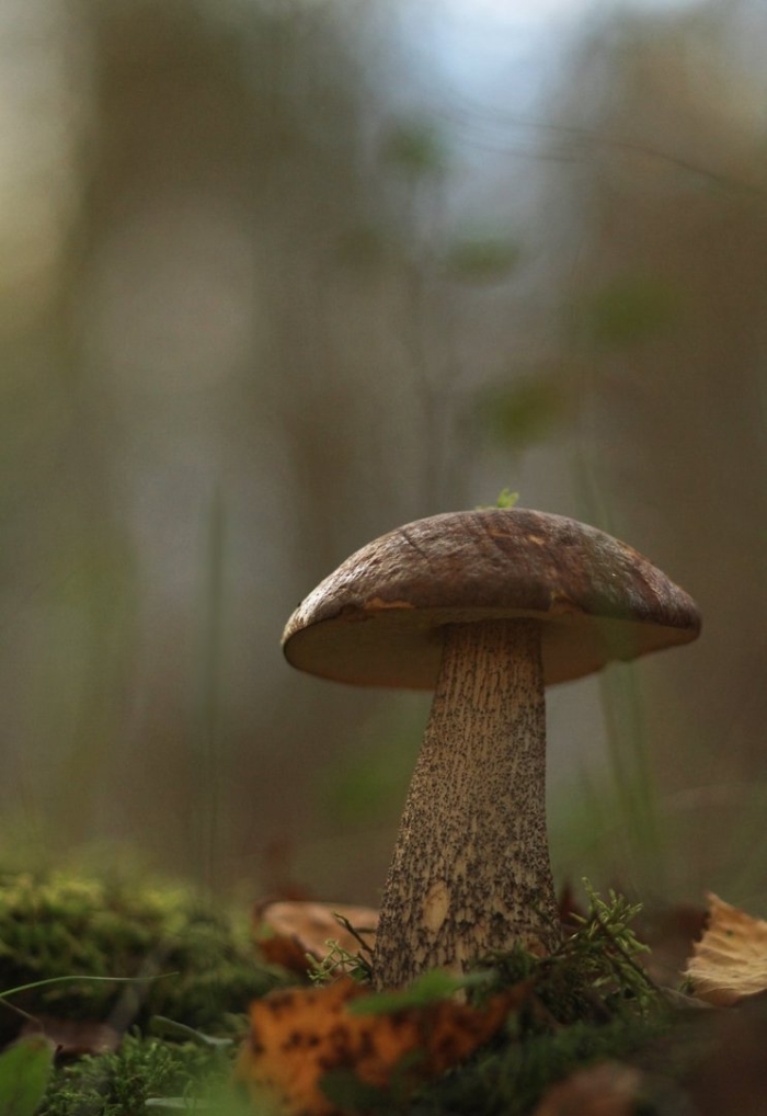 Гриб подберезовик