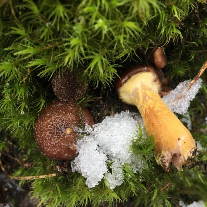 Гриб моховик