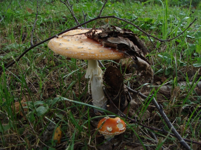 Amanita muscaria