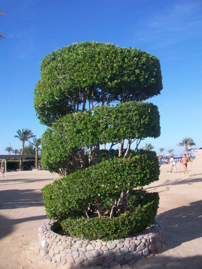 Самшит ниваки