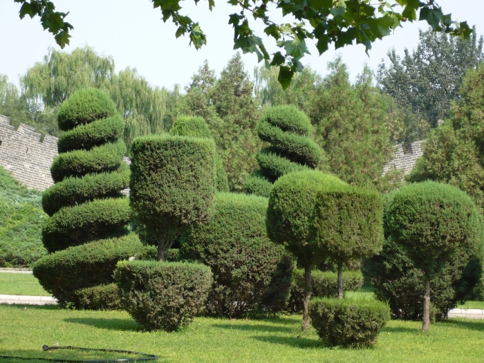Топиарное искусство стрижка туи
