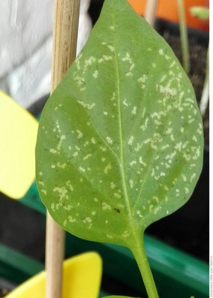 Трипсы на антуриуме