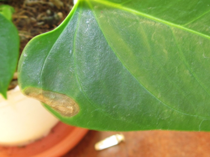 Септориоз антуриум андре