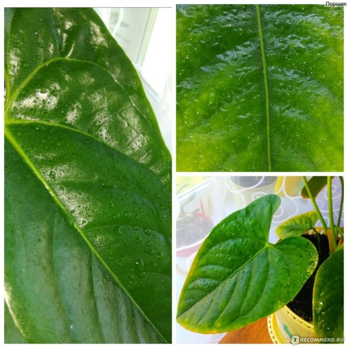 Комнатное растение антуриум