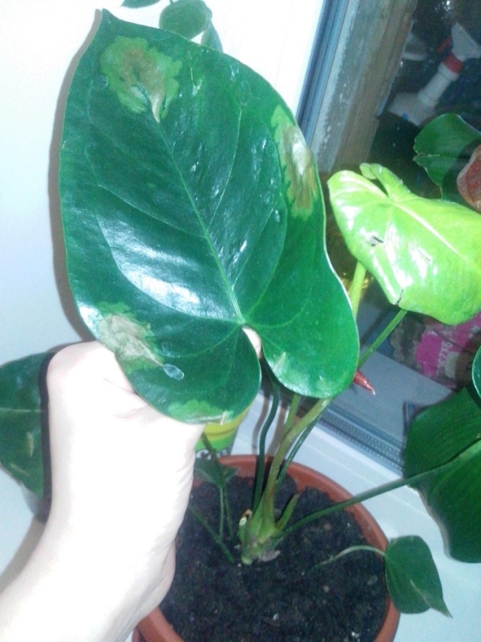 Щитовка на антуриуме