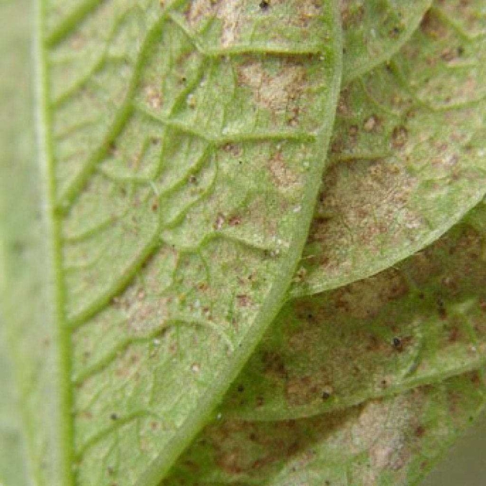 Вредители баклажанов паутинный клещ