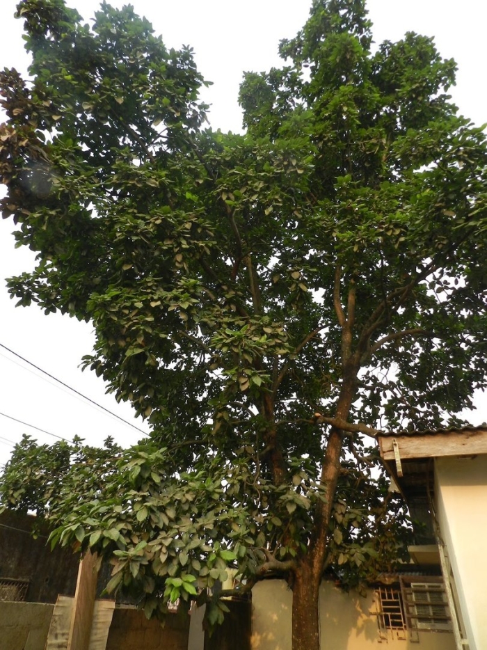 Дерево авокадо в домашних условиях