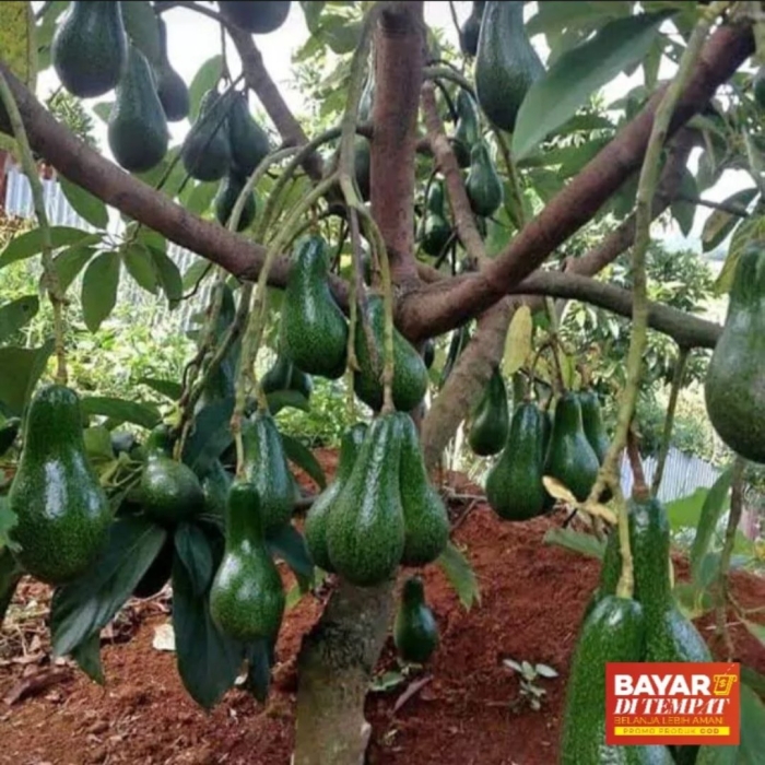 Растение авокадо