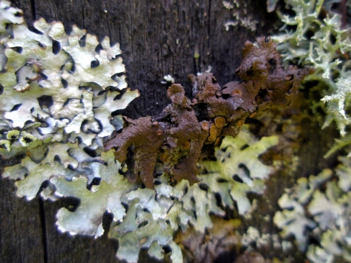 Лишайники комплексные организмы