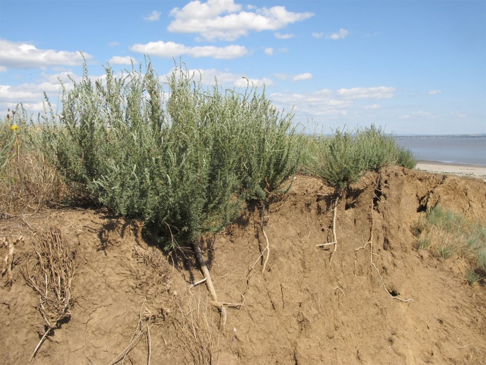 Прутняк (kochia)