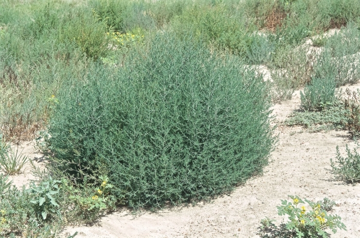 Salsola australis